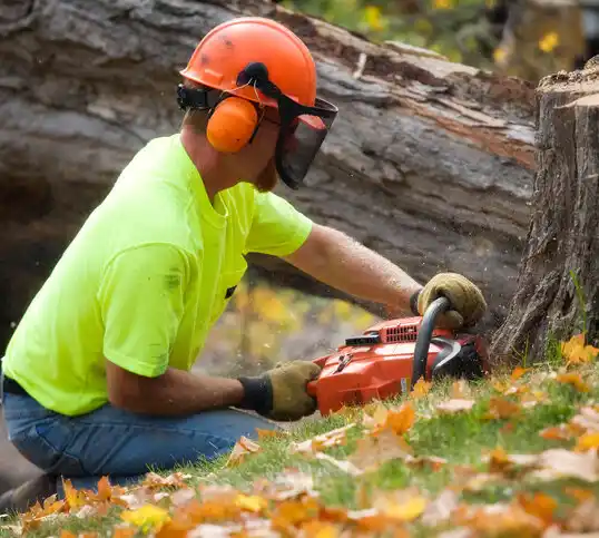 tree services Colon